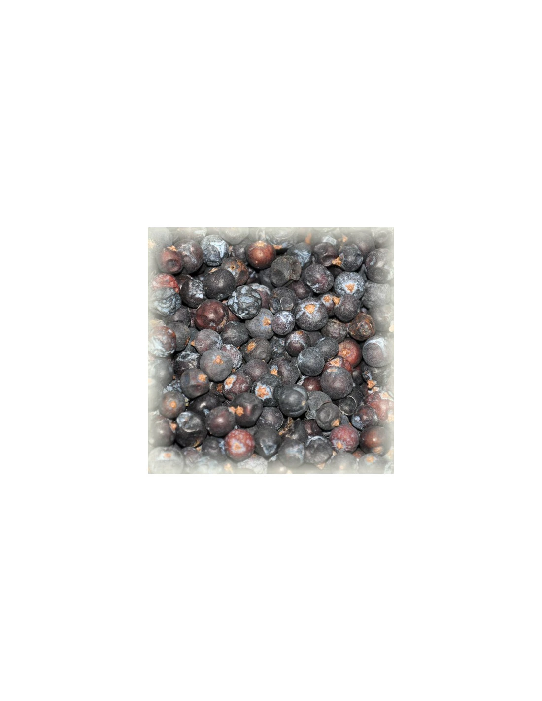 Baies De Genévrier 1 Baies De Genévrier