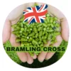 Bramling Cross (UK)