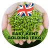 East Kent Golding (EKG) (UK)