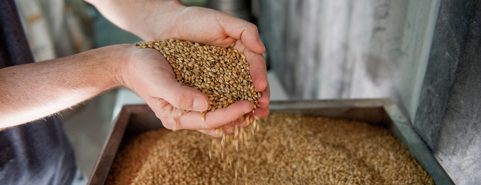 Magasin De Bière Autofinancé 3 Magasin De Bière Autofinancé -Magasin De Bière Autofinancé malt 4950433 1920