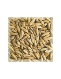 Malt Avoine (Oat) 2-3 EBC
