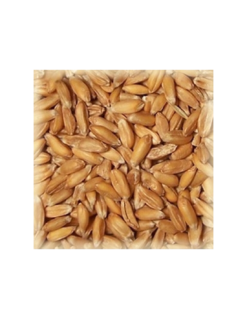 Malt épeautre (Spelt) 3-7 EBC