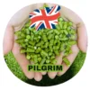 Pilgrim (UK)