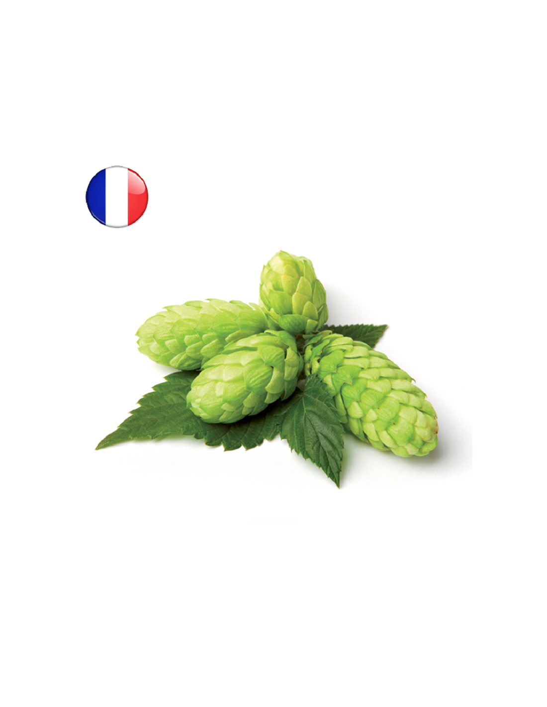 Strisselspalt En Cône (FR) 2024 - 250 Gr 2 Strisselspalt En Cône (FR) 2024 - 250 Gr – Image 2